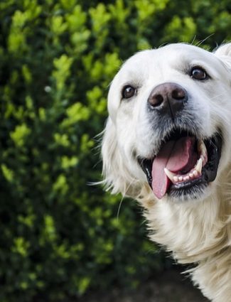Hond-Wie-laat-jij-je-leiden